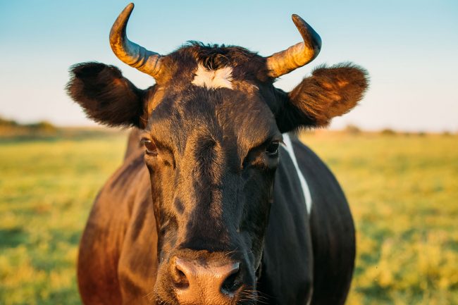 MILCHVERARBEITENDE INDUSTRIE